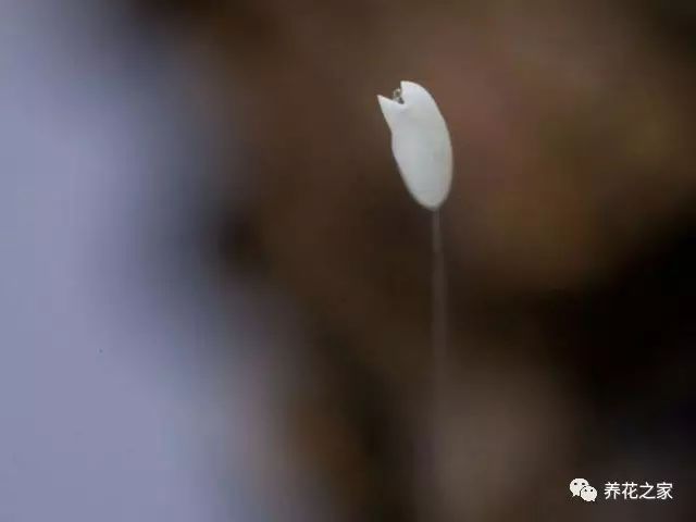 莲花的花语（关于佛家四大吉花你知道多少）