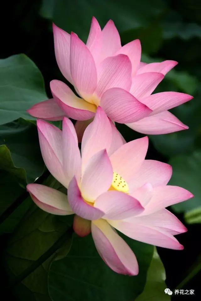 莲花的花语（关于佛家四大吉花你知道多少）