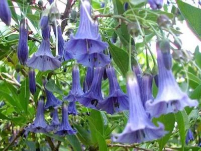 ​莲花的花语（关于佛家四大吉花你知道多少）