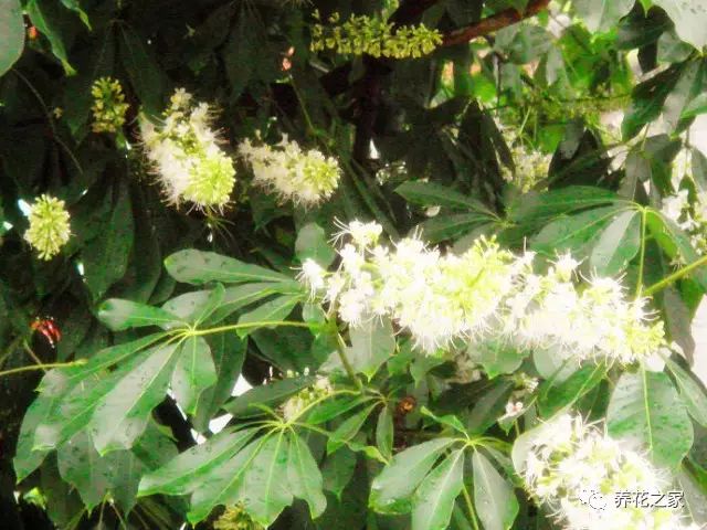 莲花的花语（关于佛家四大吉花你知道多少）