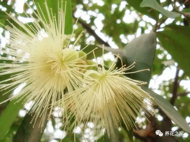 莲花的花语（关于佛家四大吉花你知道多少）