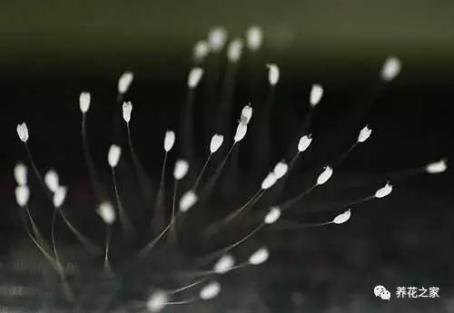 莲花的花语（关于佛家四大吉花你知道多少）