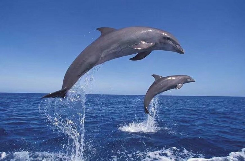 断背是什么意思（古代人的龙阳之好和断袖分桃）