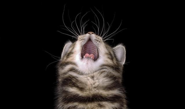 猫有九条命真的吗（猫有九条命的说法怎么来的）