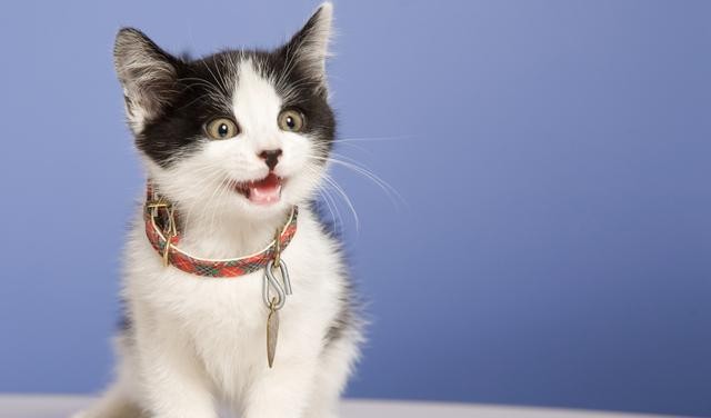 猫有九条命真的吗（猫有九条命的说法怎么来的）