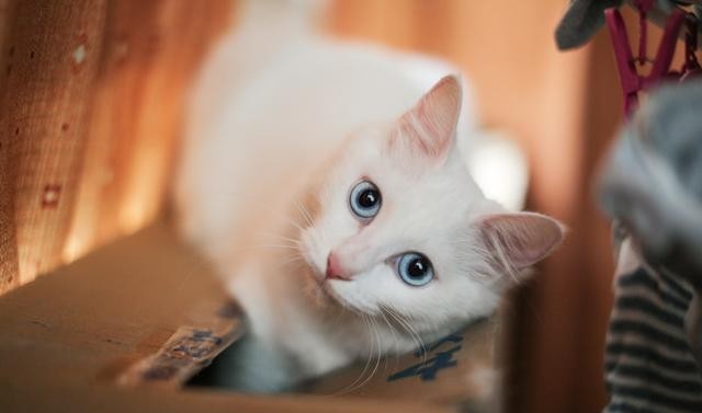 猫有九条命真的吗（猫有九条命的说法怎么来的）