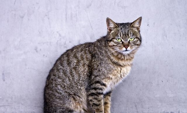 猫有九条命真的吗（猫有九条命的说法怎么来的）