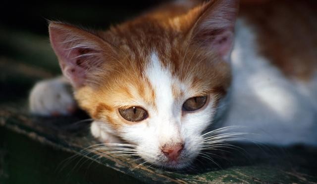 猫有九条命真的吗（猫有九条命的说法怎么来的）