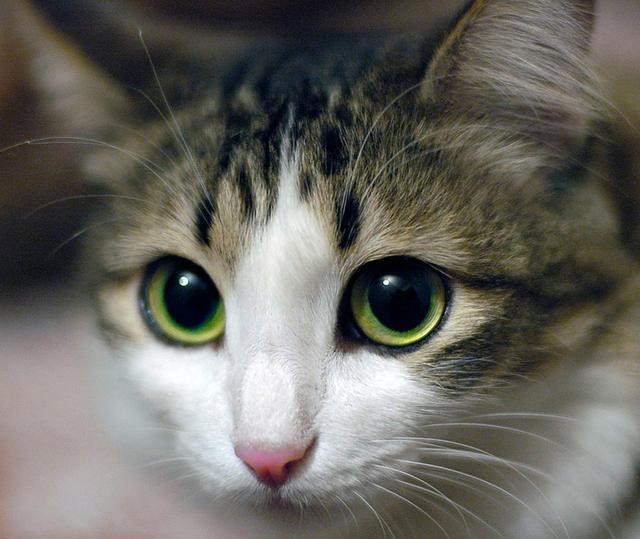 猫有九条命真的吗（猫有九条命的说法怎么来的）