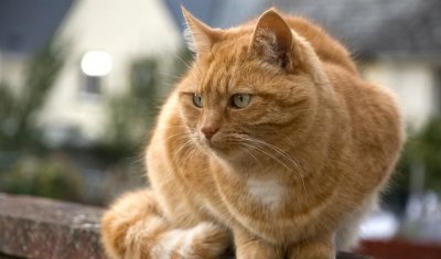 猫有九条命真的吗（猫有九条命的说法怎么来的）