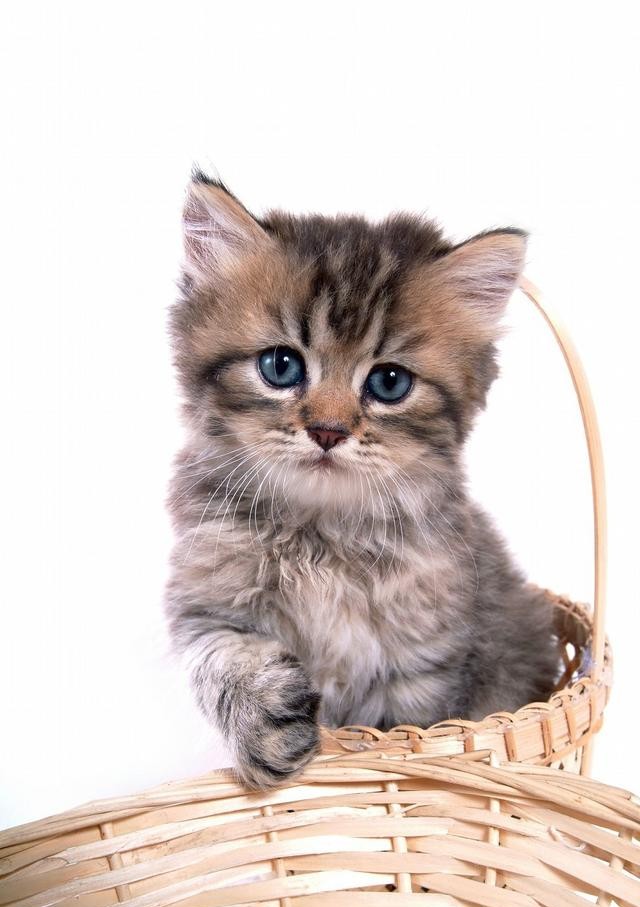 猫有九条命真的吗（猫有九条命的说法怎么来的）