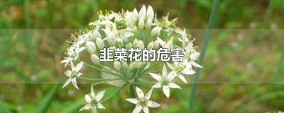 ​韭菜花的危害