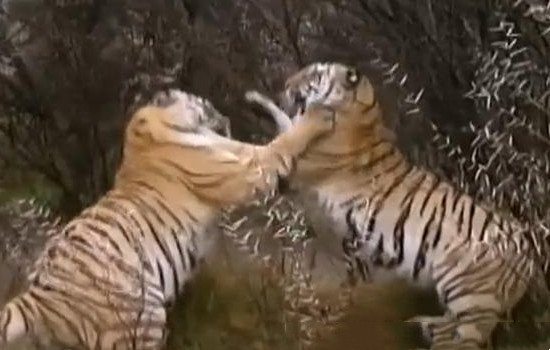 罗恩儿子杀死罗恩（罗恩儿子杀死罗恩的原因）(2)_