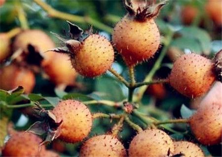 刺梨价格多少钱一斤（分享刺梨的市场平均价格）