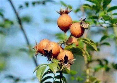 刺梨价格多少钱一斤（分享刺梨的市场平均价格）