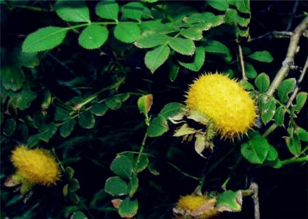 刺梨价格多少钱一斤（分享刺梨的市场平均价格）