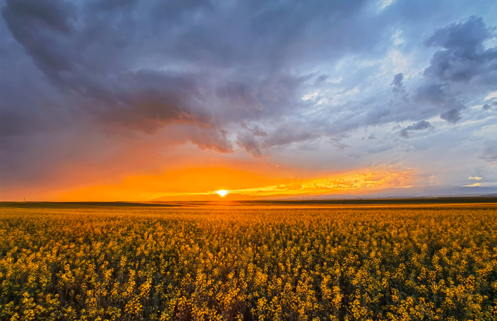 拍照比较好的手机排名（最高清的拍照手机前4名）