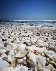 ​王思聪怼辛巴