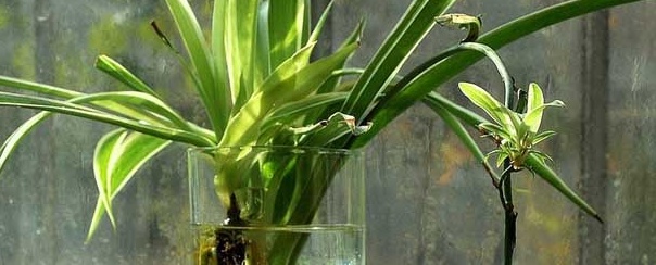 吊兰可以水养吗（水培吊兰的养殖方法介绍）