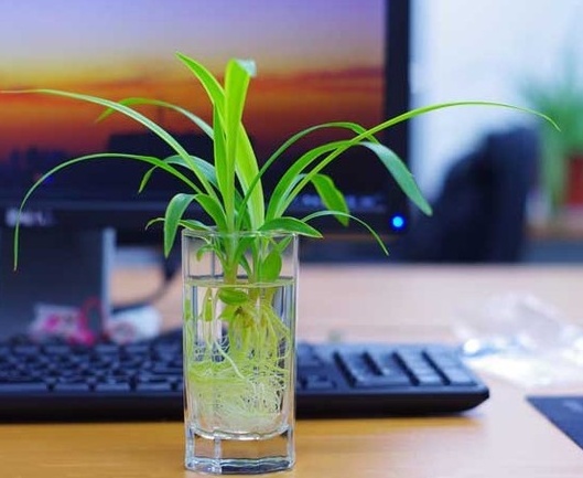 吊兰可以水养吗（水培吊兰的养殖方法介绍）