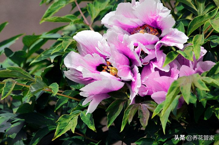 花中之王排名（古人最爱的15种花卉名单）