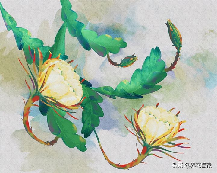 花中之王排名（古人最爱的15种花卉名单）