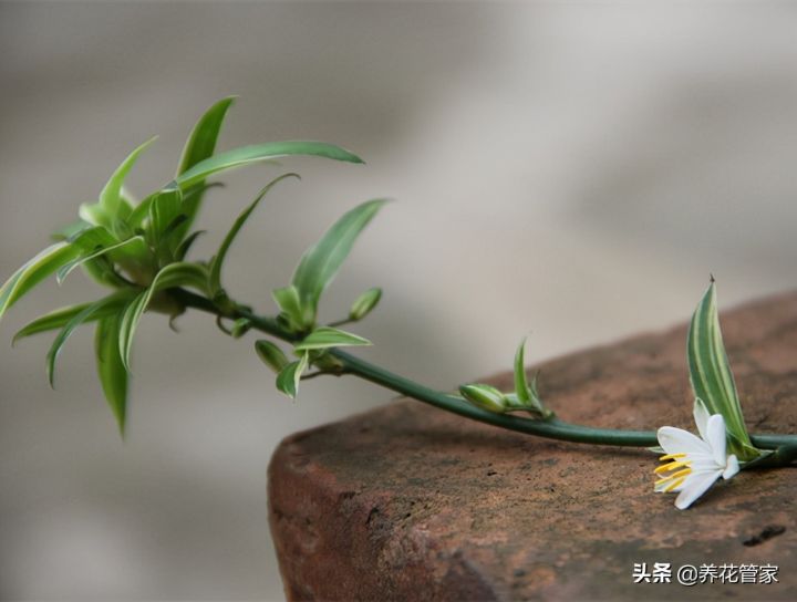 花中之王排名（古人最爱的15种花卉名单）