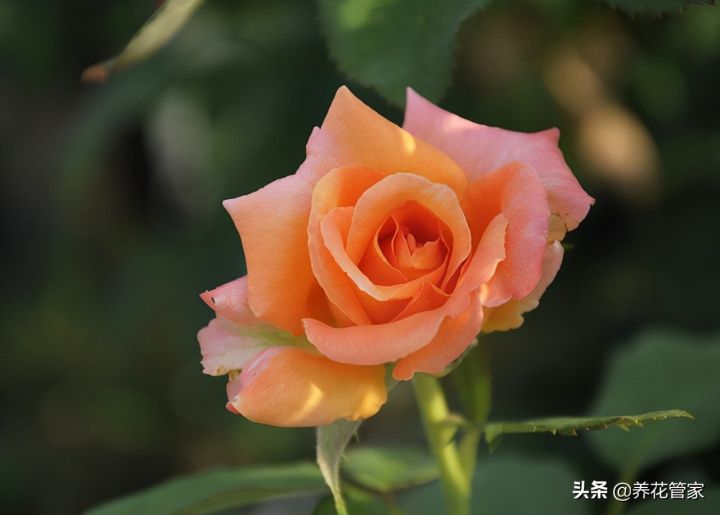 花中之王排名（古人最爱的15种花卉名单）