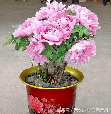 国色天香形容的什么花（中国十大名花中排名第二的花卉）