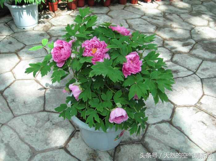 国色天香形容的什么花（中国十大名花中排名第二的花卉）