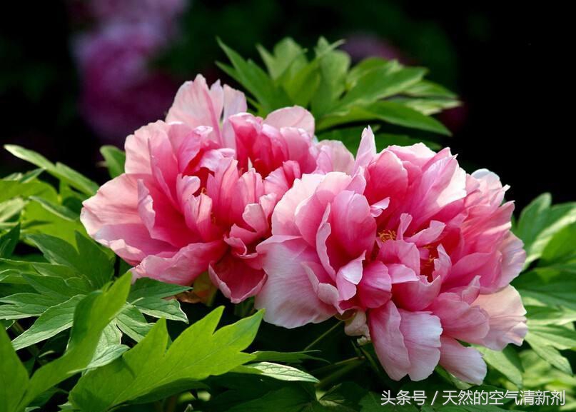 国色天香形容的什么花（中国十大名花中排名第二的花卉）