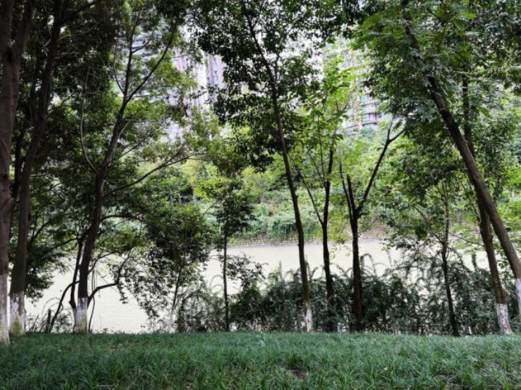 成都地铁6号线上的公园「琉璃场的森林公园成都6号地铁线的故事」