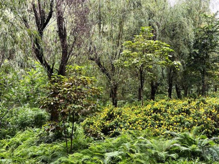 成都地铁6号线上的公园「琉璃场的森林公园成都6号地铁线的故事」