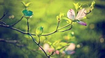 四季分别是哪几个月（春夏秋冬大自然四个季节的介绍）