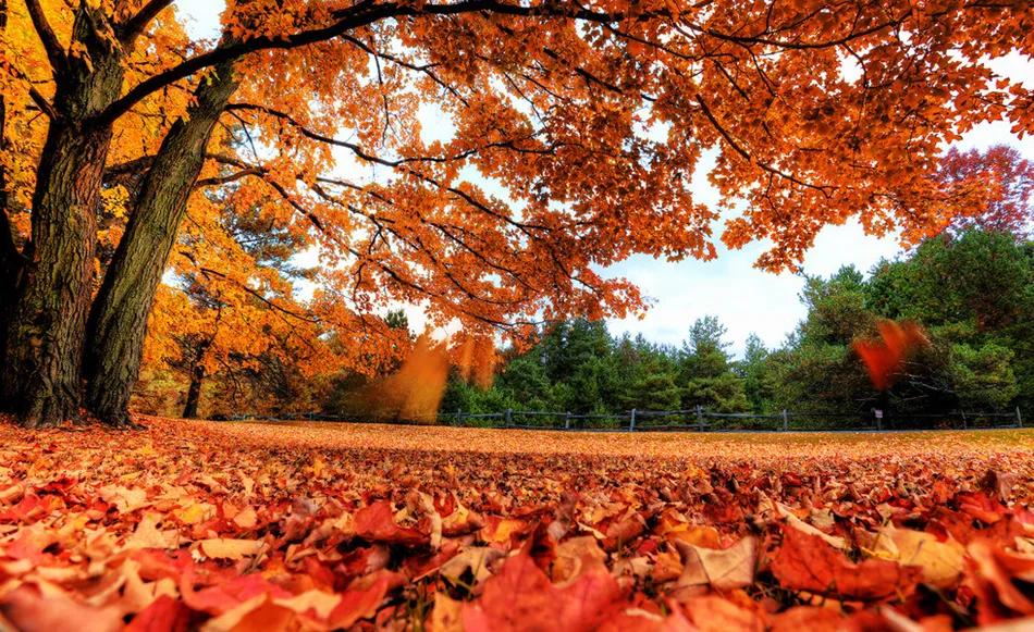 四季分别是哪几个月（春夏秋冬大自然四个季节的介绍）