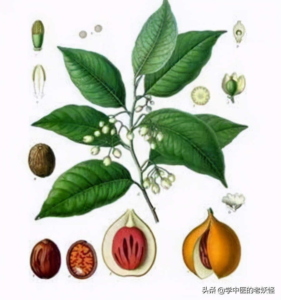 豆蔻是什么植物（豆蔻不仅是成语还是一味化湿药）