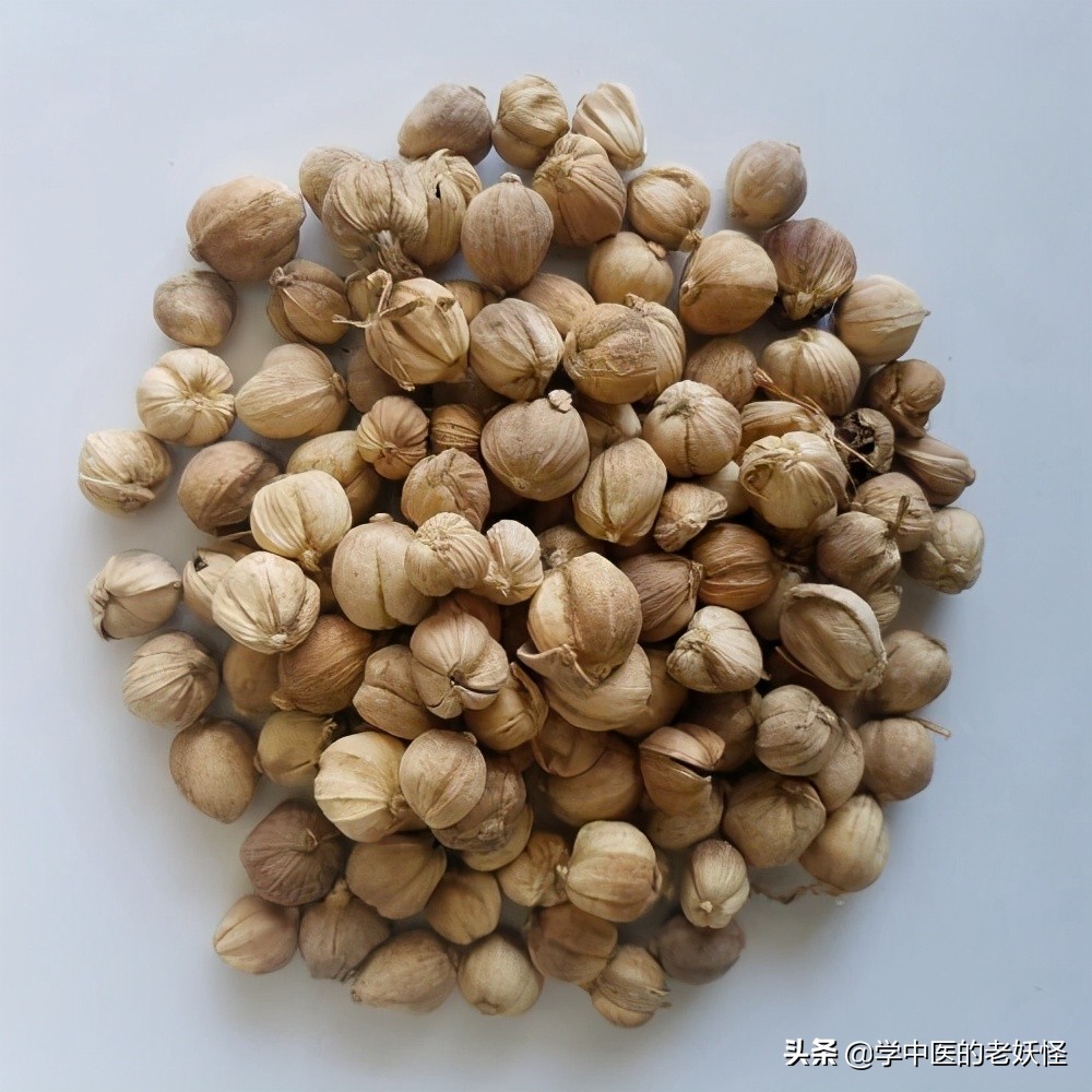 豆蔻是什么植物（豆蔻不仅是成语还是一味化湿药）