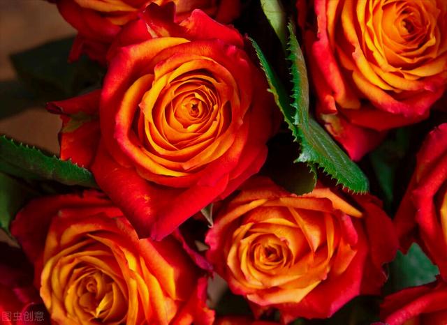 玫瑰花的寓意和象征(20种玫瑰花的寓意)-图11