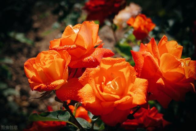 玫瑰花的寓意和象征(20种玫瑰花的寓意)-图25