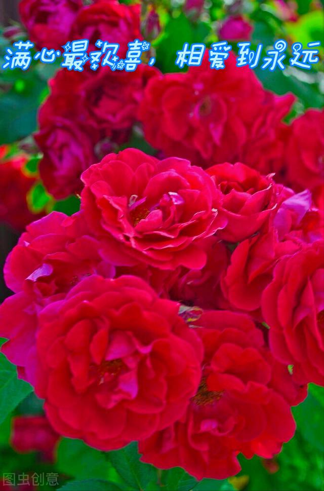 玫瑰花的寓意和象征(20种玫瑰花的寓意)-图4