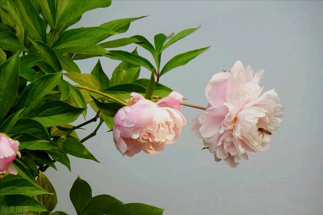 玫瑰花的寓意和象征(20种玫瑰花的寓意)-图12