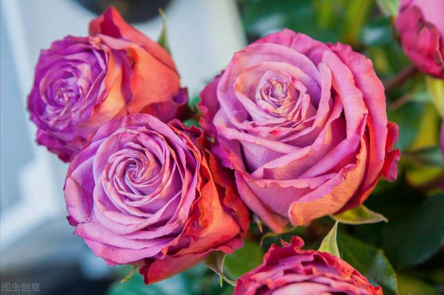 玫瑰花的寓意和象征(20种玫瑰花的寓意)-图18