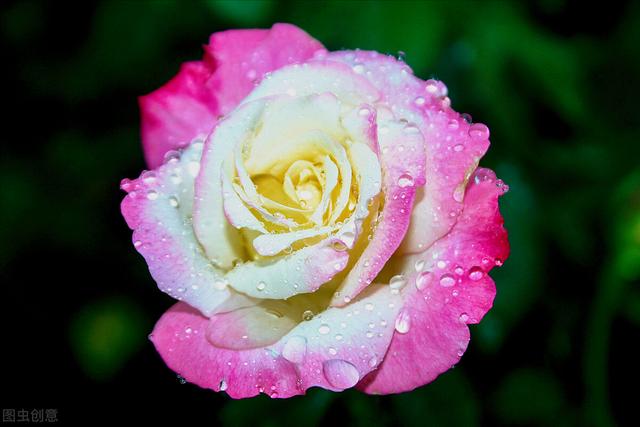 玫瑰花的寓意和象征(20种玫瑰花的寓意)-图19