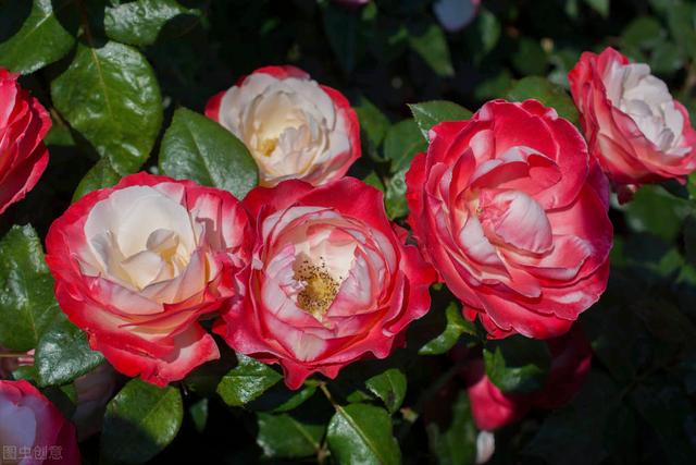 玫瑰花的寓意和象征(20种玫瑰花的寓意)-图22