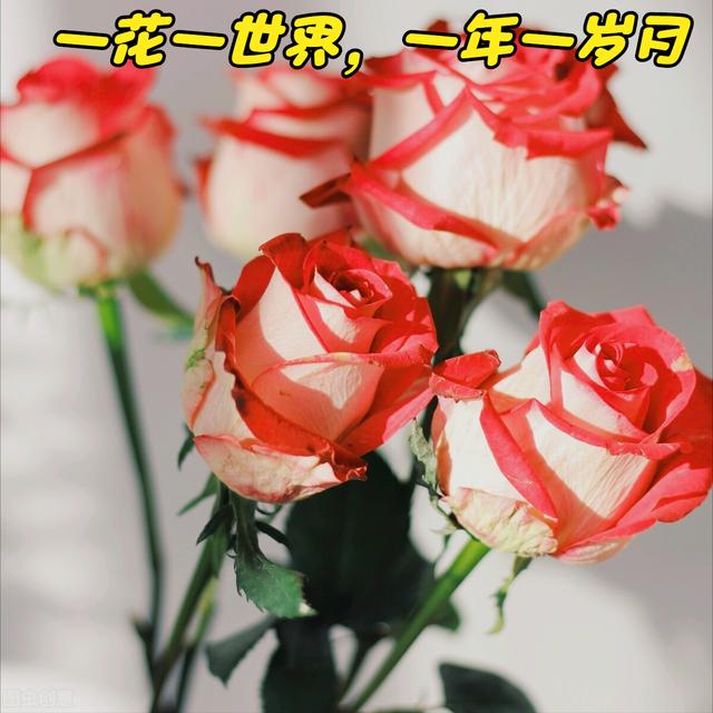 玫瑰花的寓意和象征(20种玫瑰花的寓意)-图3