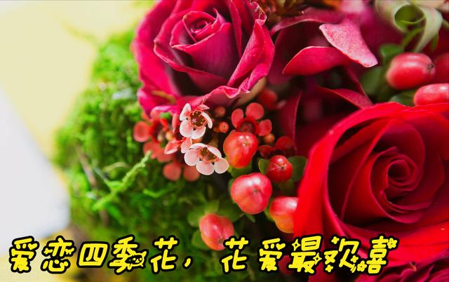 玫瑰花的寓意和象征(20种玫瑰花的寓意)-图2