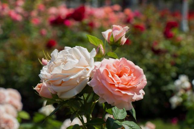 玫瑰花的寓意和象征(20种玫瑰花的寓意)-图16