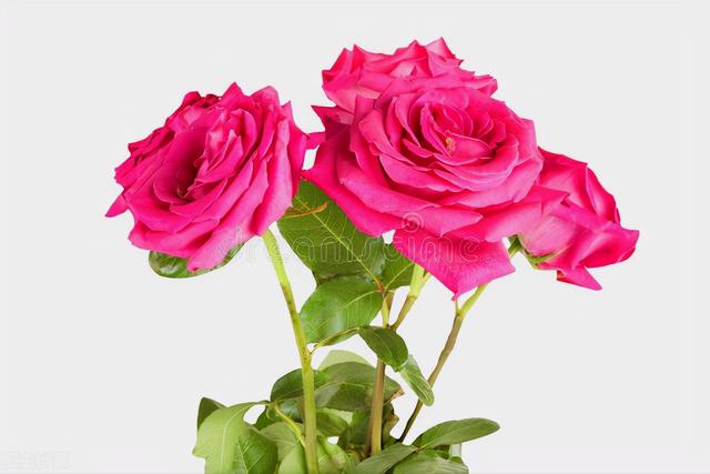 玫瑰花的寓意和象征(20种玫瑰花的寓意)-图7