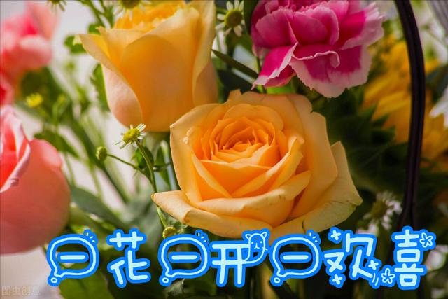 玫瑰花的寓意和象征(20种玫瑰花的寓意)-图5