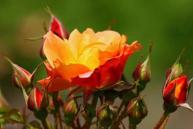 玫瑰花的寓意和象征(20种玫瑰花的寓意)-图14